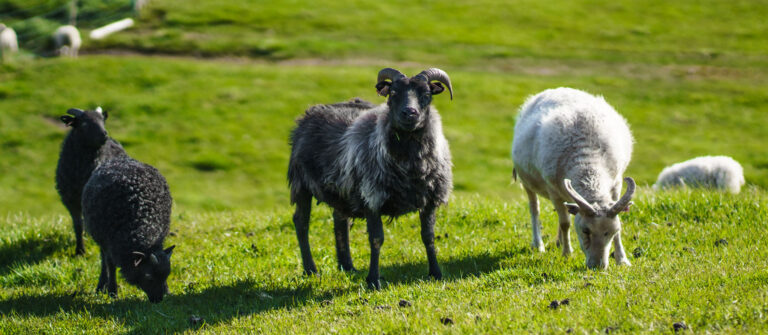 Goats on a grass in Iceland